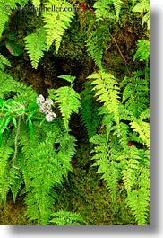 asia, bhutan, colors, ferns, flowers, green, lush, nature, vertical, photograph