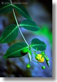 asia, bhutan, colors, flowers, lush, nature, potentilla, vertical, yellow, photograph