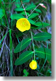 asia, bhutan, colors, flowers, lush, nature, potentilla, vertical, yellow, photograph