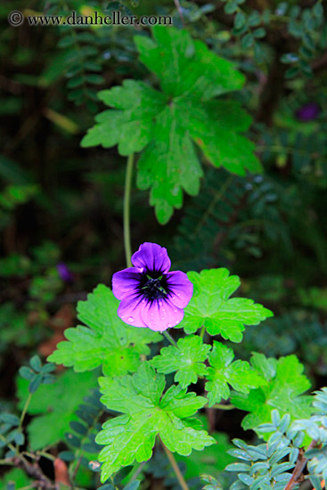 purple-geraniums-01.jpg