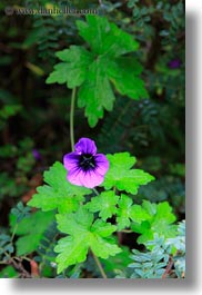 asia, bhutan, colors, flowers, geraniums, lush, nature, purple, vertical, photograph