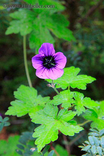 purple-geraniums-02.jpg