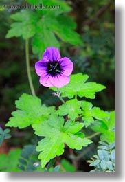 asia, bhutan, colors, flowers, geraniums, lush, nature, purple, vertical, photograph