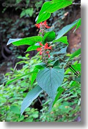 asia, bhutan, flowers, lush, nature, red, vertical, photograph