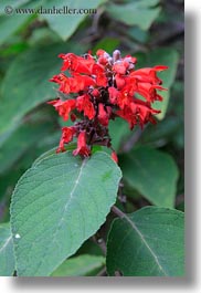 asia, bhutan, flowers, lush, nature, red, vertical, photograph