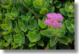 asia, bhutan, colors, flowers, horizontal, lush, nature, purple, sedum, photograph