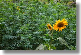 asia, bhutan, colors, flowers, horizontal, lush, nature, sunflowers, yellow, photograph