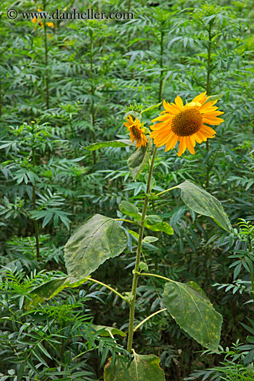 sunflowers-02.jpg
