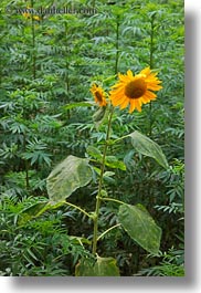 asia, bhutan, colors, flowers, lush, nature, sunflowers, vertical, yellow, photograph