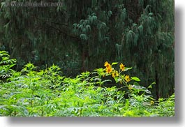 asia, bhutan, colors, flowers, horizontal, lush, nature, sunflowers, yellow, photograph