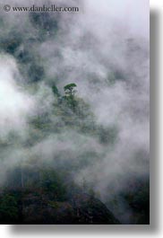 asia, bhutan, fog, fog clouds, landscapes, trees, vertical, photograph
