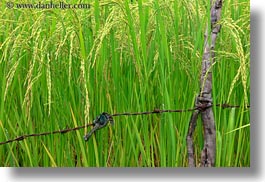 asia, bhutan, close, colors, green, horizontal, landscapes, lush, nature, plants, rice, rice fields, photograph