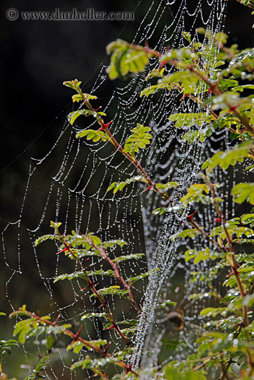 spider-web-02.jpg