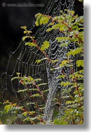 asia, bhutan, spider, vertical, web, photograph