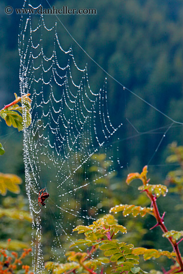 spider-web-03.jpg
