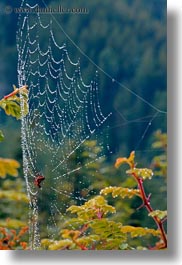 asia, bhutan, spider, vertical, web, photograph