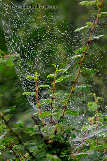 spider-web-04.jpg
