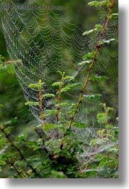 images/Asia/Bhutan/Misc/spider-web-04.jpg