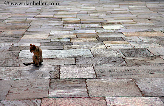 cat-on-stone-tiles.jpg