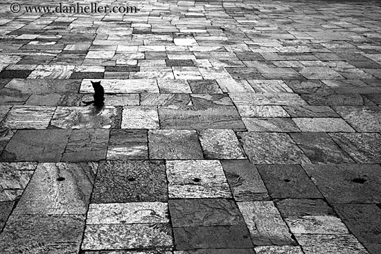 cat-on-stone-tiles-bw.jpg