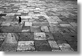 asia, bhutan, black and white, cats, horizontal, punakha dzong, stones, tiles, photograph