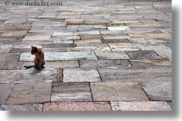 asia, bhutan, cats, horizontal, punakha dzong, stones, tiles, photograph