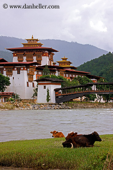 dzong-n-cows.jpg