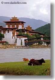 images/Asia/Bhutan/PunakhaDzong/dzong-n-cows.jpg