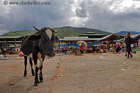 cow-in-market.jpg