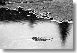 asia, bhutan, black and white, feathers, horizontal, nature, puddle, tashichho dzong, water, photograph