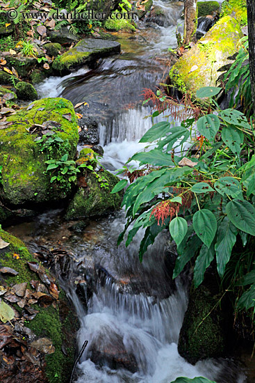 waterfall-n-leaves.jpg