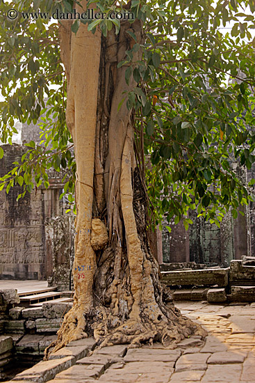 tree-on-stone-wall.jpg