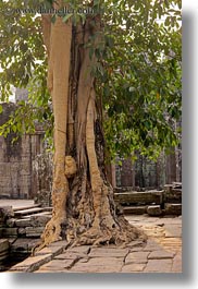 angkor thom, asia, bayon, cambodia, stones, trees, vertical, walls, photograph