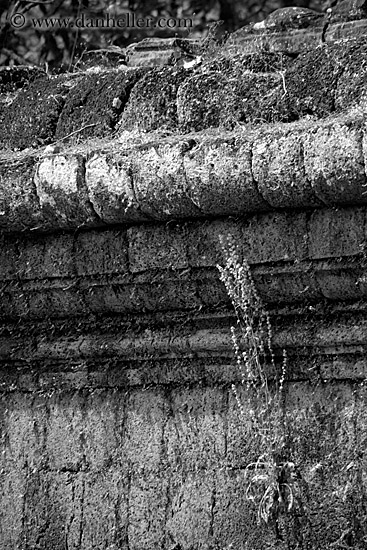 plant-growing-from-wall-bw.jpg