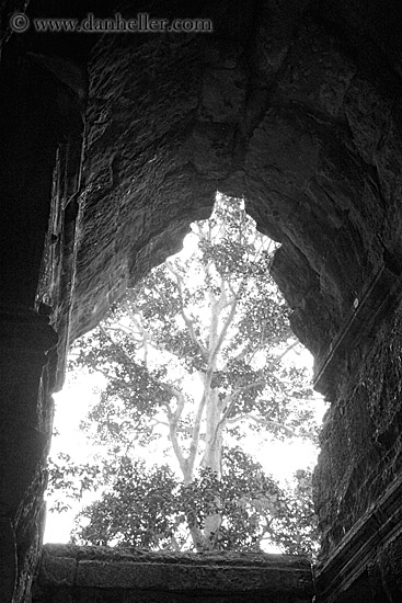 tree-thru-hole-bw.jpg