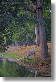 images/Asia/Cambodia/AngkorWat/Moat/horse-drinking-from-moat-1.jpg