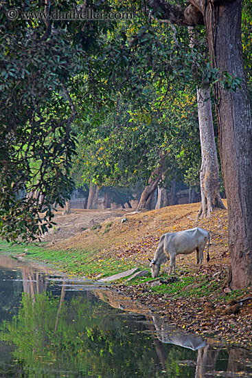 horse-drinking-from-moat-2a.jpg