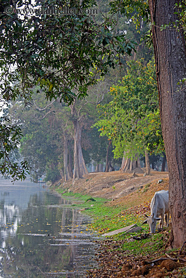 horse-drinking-from-moat-3.jpg