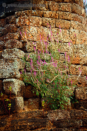 flowers-n-ruins-1.jpg