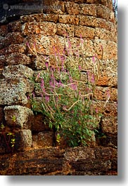 angkor wat, architectural ruins, asia, cambodia, flowers, plants, vertical, photograph