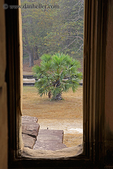 palm-tree-thru-window.jpg