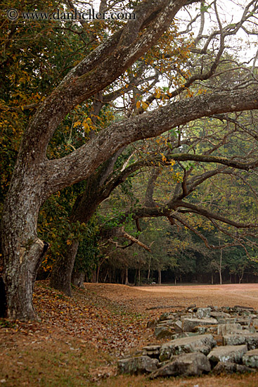 tree-branches-over-rocks-2.jpg