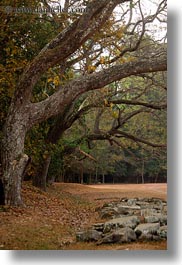 angkor wat, asia, branches, cambodia, over, plants, rocks, trees, vertical, photograph