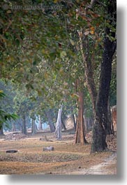 images/Asia/Cambodia/AngkorWat/Plants/trees-1.jpg