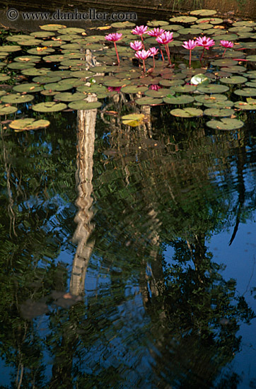 pond-flowers-1.jpg