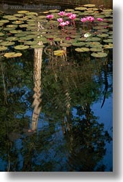 asia, banteay srei, cambodia, flowers, pond, vertical, photograph