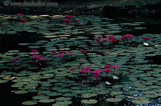 pond-flowers-2.jpg