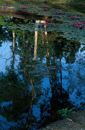 pond-flowers-3.jpg