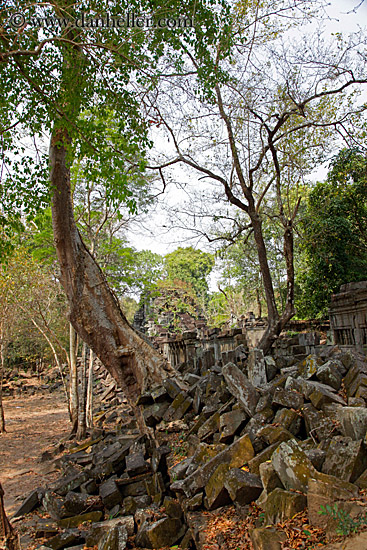 tree-growing-thru-wall-2.jpg