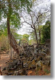 asia, beng mealea, cambodia, growing, trees, vertical, walls, photograph